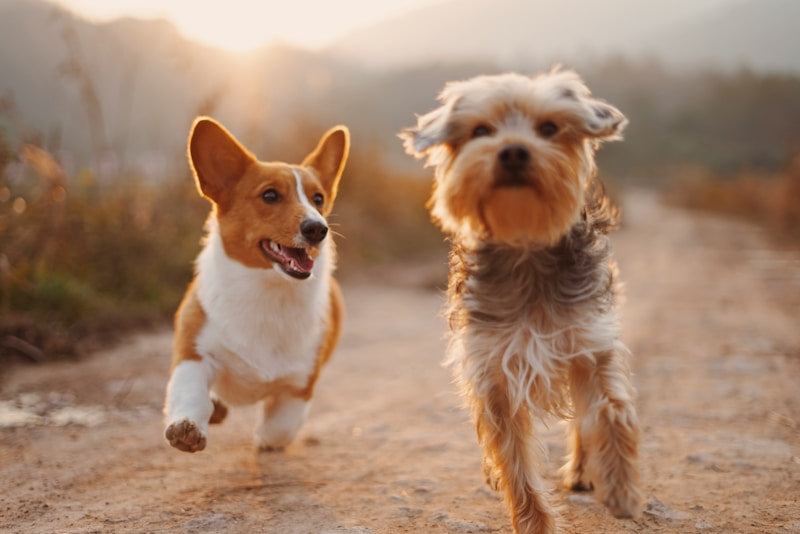 Cama Ortopédica Memory Foam para Perros y Gatos