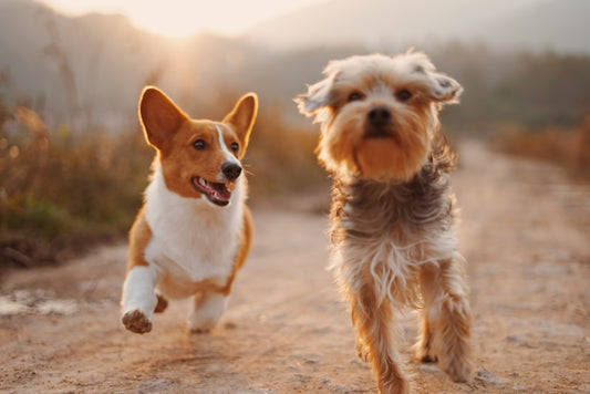Cama Ortopédica Memory Foam para Perros y Gatos