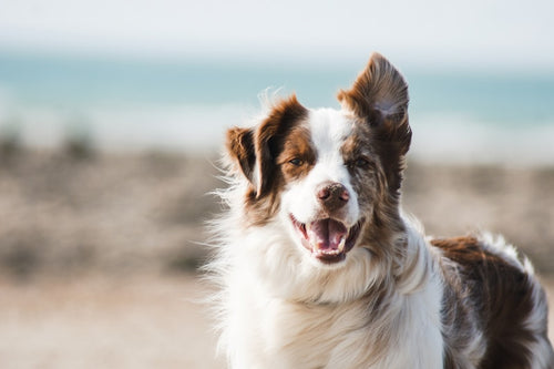 Juguetes Interactivos para Perro Cuerda y Goma
