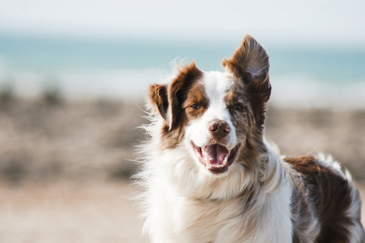Juguetes Interactivos para Perro Cuerda y Goma